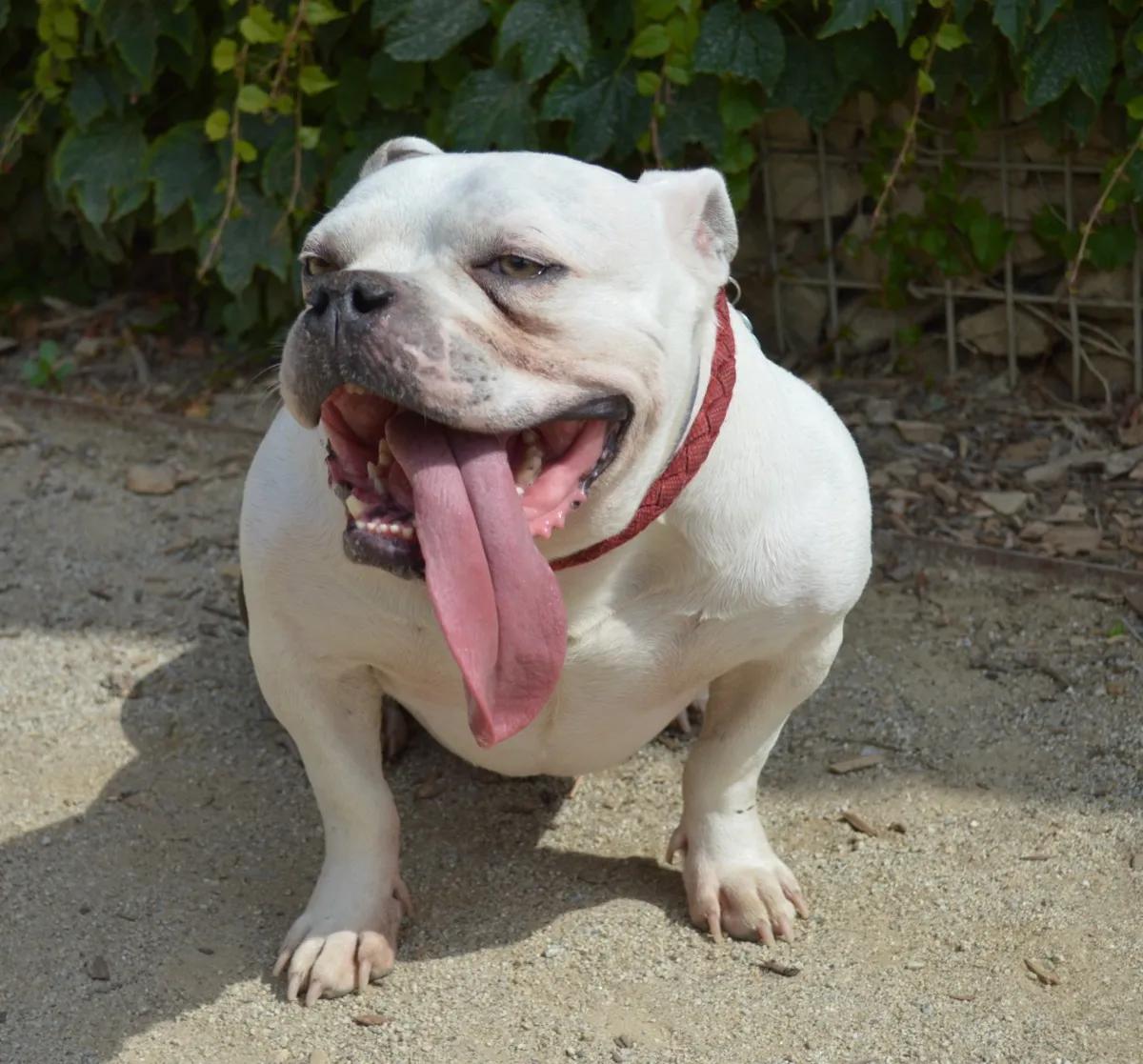 Byron the dog